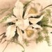 Antique French Postcard Chromolithograph White Orchids from Vintage Paper Attic
