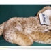 Vintage plush stuffed Lion Cub with original tags.