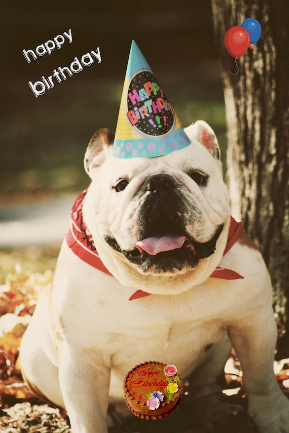 5x7 English Bulldog Happy Birthday Card