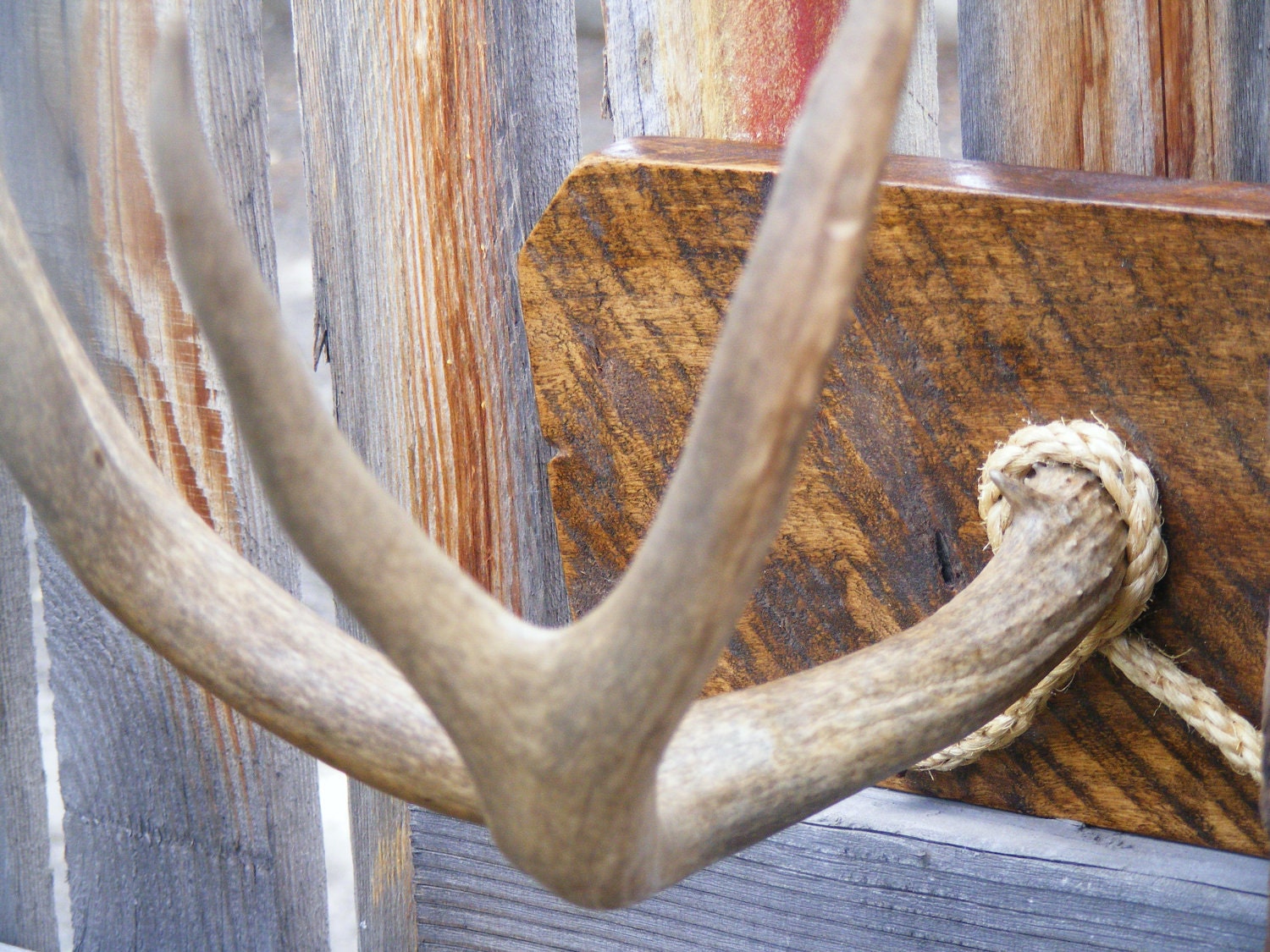 Antler Hat Rack