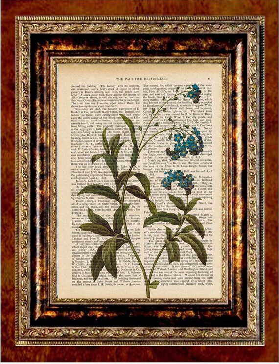 Items similar to FORGET ME NOT Vintage Flower Art Print Antique 1800's ...