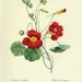 Antique Flower print Red Capucine Mordoree bookplate, vintage botanical flowers bookplate art print, red flowers wall print wall art