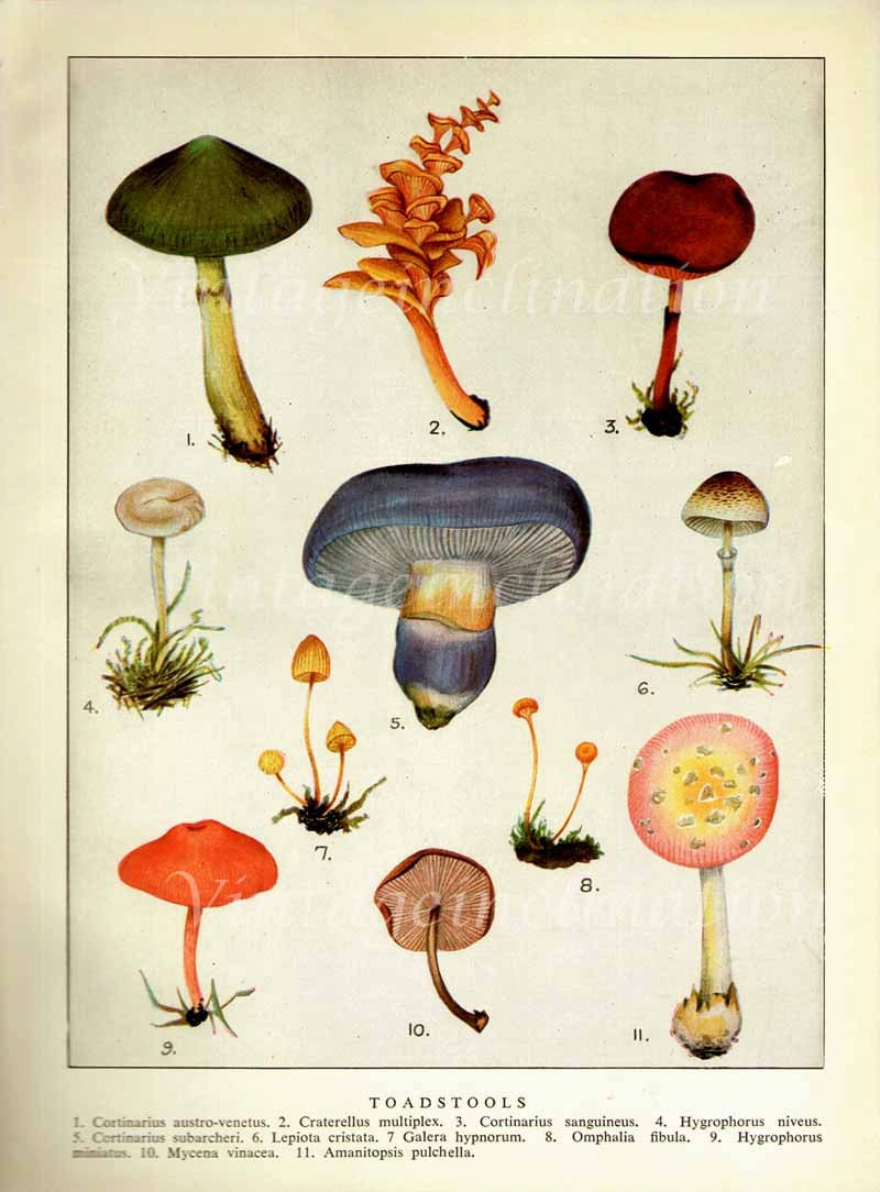 Mushroom print 1950s vintage illustrations 11 varieties