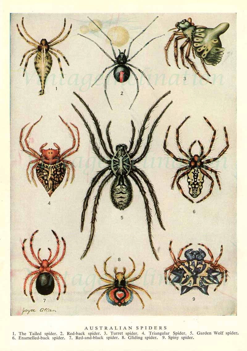 It is a picture of Remarkable Drawing Of Spiders It's just a graphic of Remarkable Drawing Of Spiders