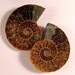 AWESOME Pair Ammonite Fossil Split Pair Approx. 53mm x 42mm ETAMMPair010