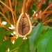 RESERVED TO FREYA :Goddess Freya Deer Antler Amulet, pagan, rune,Fehu,magic,norse,viking ...