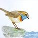 Bird watercolor original art - Bluethroat watching the stream - Original painting Spring