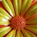 Vintage Broach Pin, Large Yellow n Orange Daisy Flower, Metal, Perfect Condition, Womens Jewelry