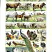 ANIMALS and PETS - Vintage Poster - French Color Dictionary Illustration - 1948