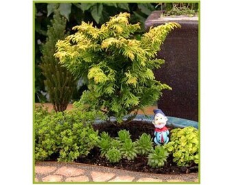 15 Dwarf Weeping Larch Tree Seeds-1233