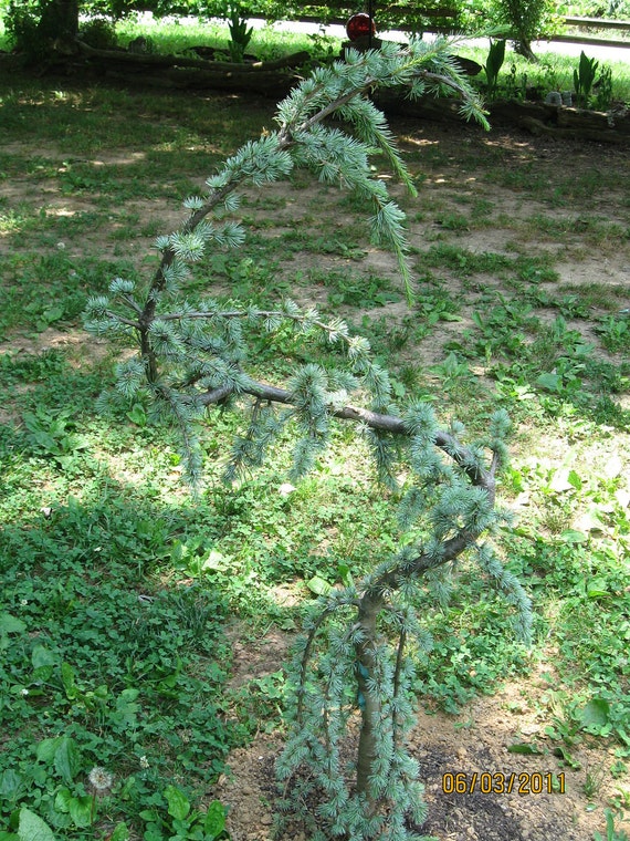 15 African Dwarf Weeping Blue Cedar Tree Seeds 1011 15 African Dwarf Weeping Blue Cedar Tree Seeds 1011