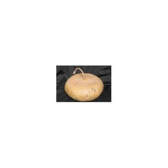 7 Canteen Gourd Seed-1165A