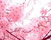 Spring Blossoms in Peach color photography by natashataylesart