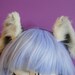 red panda ears
