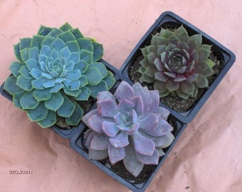 Succulent Rosette Plants - Succulent Wedding Favors, 4 in Potted Succulent Rosette Shaped, Bouquets -3 Gorgeous rosette shaped succulents