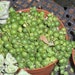 Special Listing for Dawn - 1 String of Pearls and 1 Afterglow succulent plant in 4 inch pot