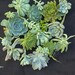Succulent Wedding Favors - A Collection of 24 Succulent Cuttings Great for Wreath Making, Bouquets, Party Favors, Wedding Favors