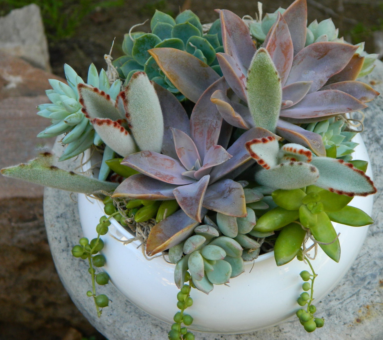 Succulent Centerpiece Succulent Garden Succulent Tabletop