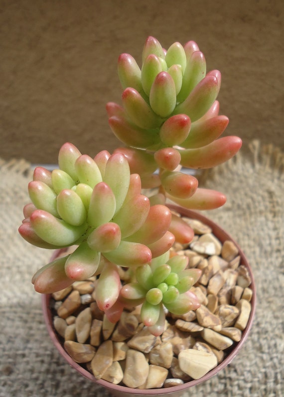 pastel jelly bean succulent sedum rubrotinctum pastel jelly bean succulent sedum rubrotinctum