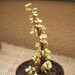Rainbow Elephant Bush Succulent Cutting-Portulacaria Afra Variegata