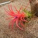 Tillandsia Ionantha Fuego Large