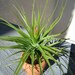Tenuifolia Pink