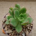 Aeonium Decorum Cluster