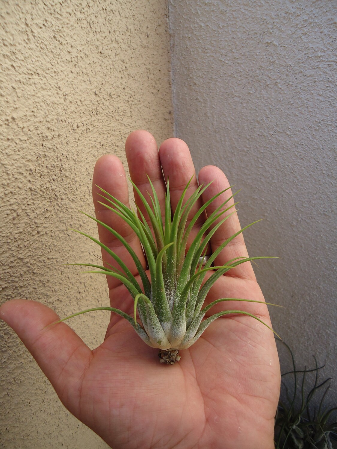 Large Tillandsia Ionantha Ionantha Air Plant for Orbs and