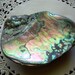 Abalone Shell 419-Z-AB-1