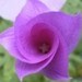 Purpledell