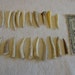 20 deer antler tips / tines (small)