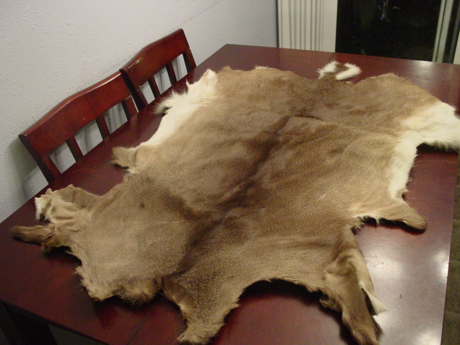 whitetail deer hide