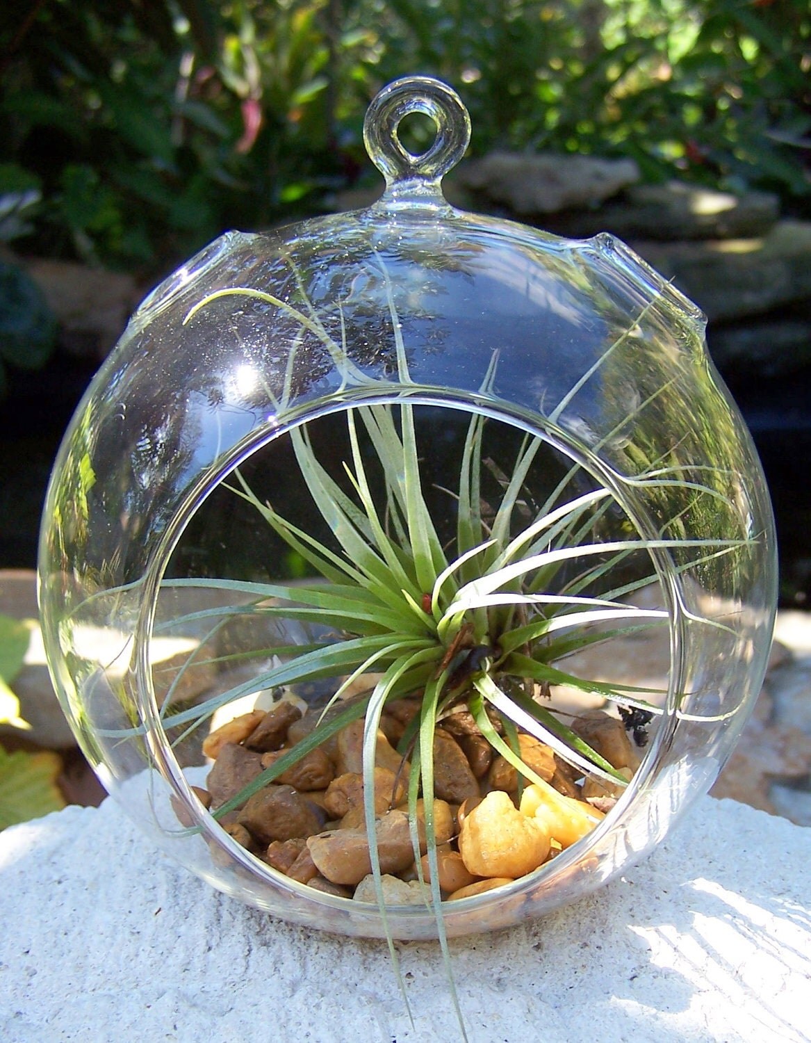 DIY Hanging Glass globe terrarium with Air Plant