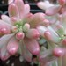 Sedum Rubrotinctum 'Jelly Bean' AURORA Succulent Plant