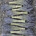 10 Bunches French Dried Lavender