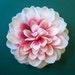 White and Pink Dahlia Hair Flower or Pin - Bridesmaid Flower Hair Accessory