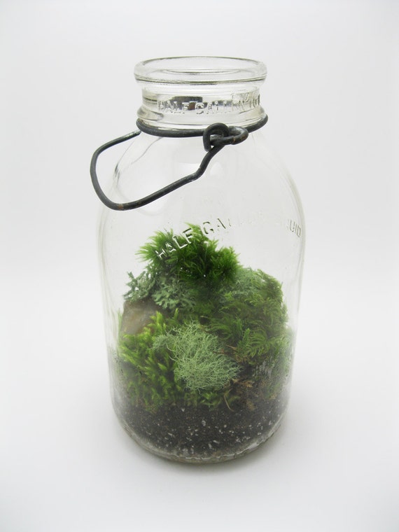 Large Vintage Glass Milk Jug Terrarium by aBrightBlack on Etsy