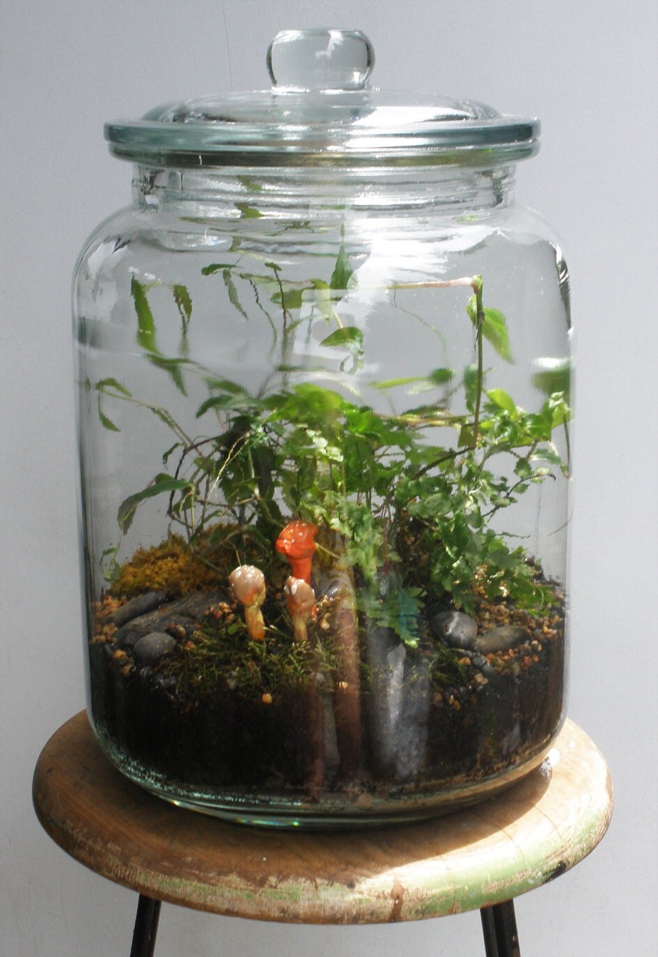 Terrarium industrial glass jar fern moss & handmade orange