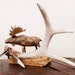 hand painted whitetail deer antler