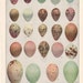 colorful vintage egg print (plate two)