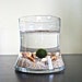 SALE Japanese Marimo Pet Moss Ball Aquarium / Cute Aquarium Plant Habitat, Unique Table Decor, Unique Desk Decor, Interesting Home Decor