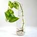 SALE One of a Kind -- An Eco-friendly Repurposed Glass Vase with House Plant