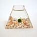 Little Marimo Moss Ball Glass Pyramid / Submarine Moss Terrarium with Seashells