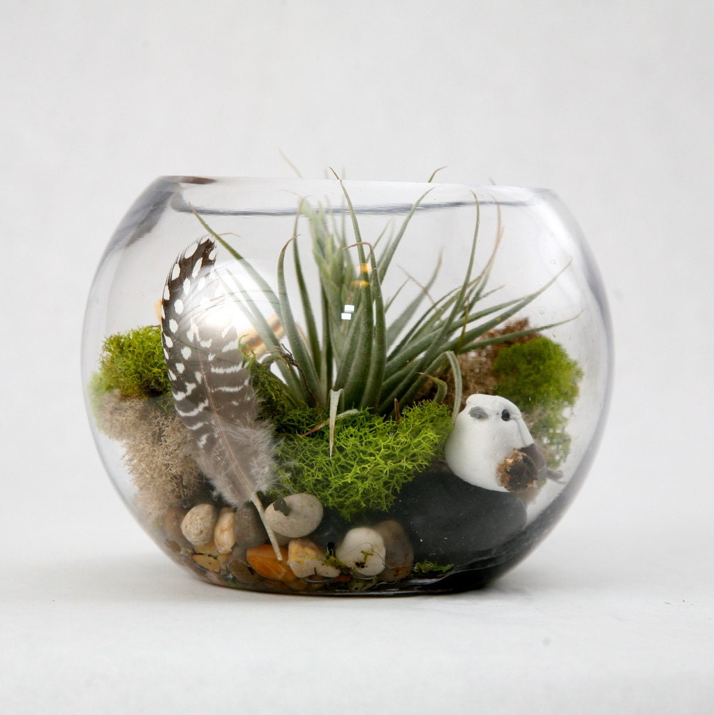 Minimalist Air Plant Terrariums for Small Space