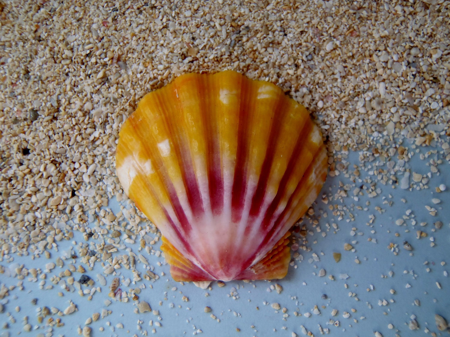 sunrise-shell-rare-hawaii-seashell