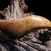 Fossilized Indonesian Coral Designer Cabochon