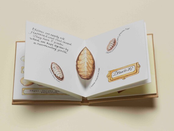 Shells a limited edition handmade pop-up artists's book