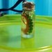 SALE Real Baby Octopus Tentacle Pendant
