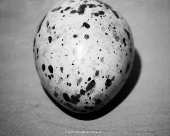 Items similar to Bird Egg Photo Print, Black and White, Modern Wall Art