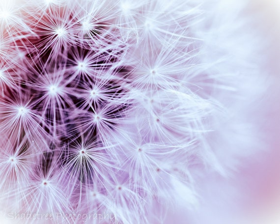 Dandelion Fuzzy Dreamy Botanical Nature Photography Pastel